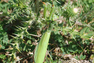 Mantis religiosa